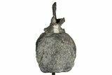 Sauropod (Barosaurus?) Caudal Vertebra w/ Metal Stand - Wyoming #356889-5